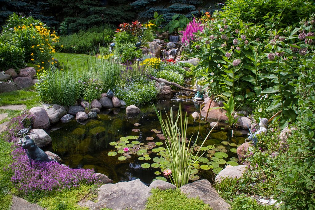 Healthy Backyard Pond